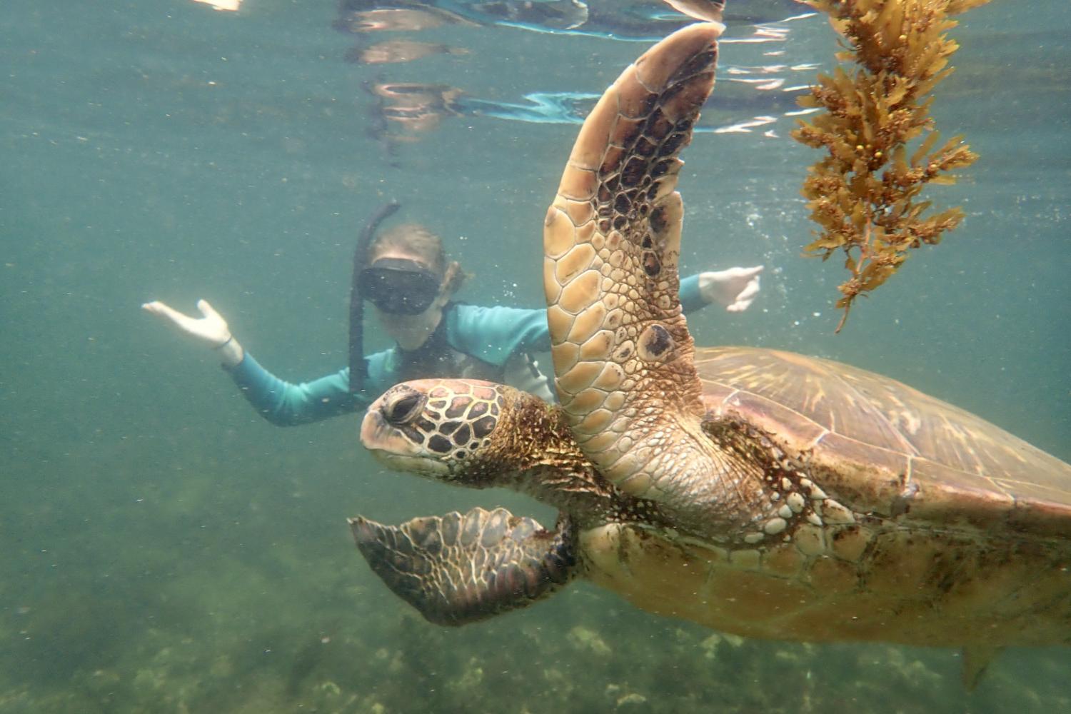 一名<a href='http://xri.yxxxstone.com'>全球十大赌钱排行app</a>学生在Galápagos群岛游学途中与一只巨龟游泳.
